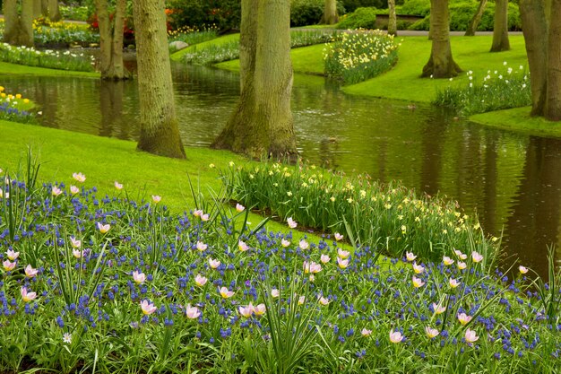 Kleurrijke rivier en bloembed in Nederlandse tuin 'Keukenhof', Nederland