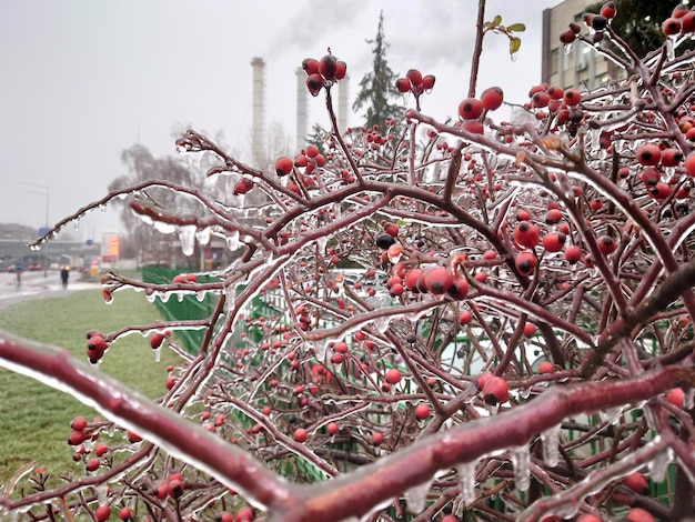 Foto kleurrijke rode bessen bedekt met ijs op een ijskoude winterdag