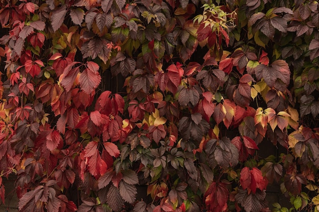 Kleurrijke rode en oranje herfstbladeren achtergrond Seizoensgebonden buiten herfstbladeren textuur