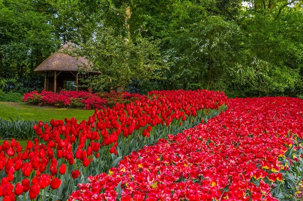 Kleurrijke rode tulpen Keukenhof Park Lisse in Holland