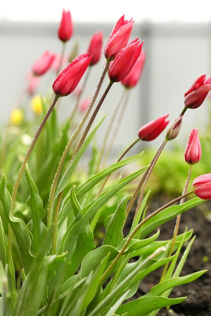 Kleurrijke rode tulpen onder de felle lentezon