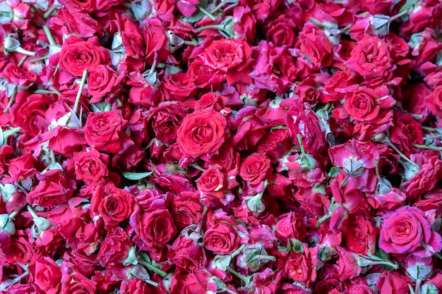 Kleurrijke roos, rode bloemen te koop om aan God aan te bieden tijdens aanbidding in Little India, straatmarkt, Singapore, close-up, bovenaanzicht. Rode rozen achtergrond