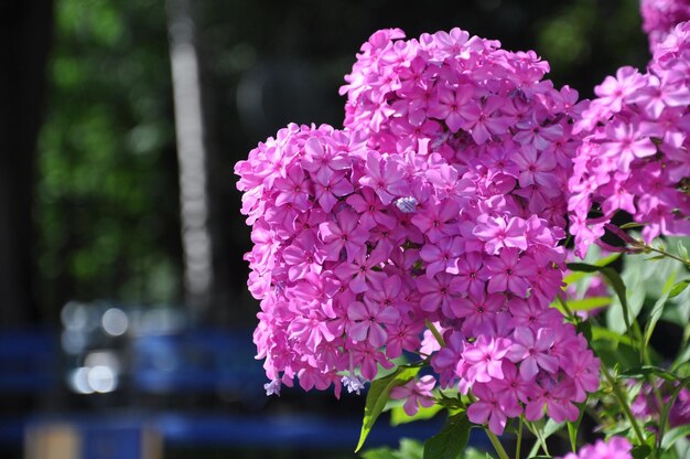 Kleurrijke roze bloemen close-up Sergiev Posad Moskou regio Rusland