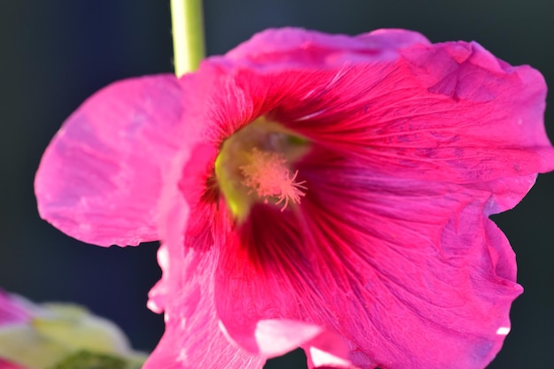 Kleurrijke roze hibiscus bloeiend in de tuin op zomerdag Roze roos kaasjeskruid