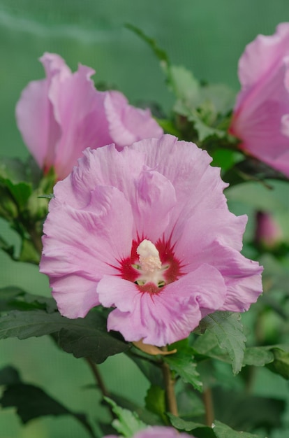 Kleurrijke roze hibiscus bloeit in de tuin op zonnige zomerdag Roze roos kaasjeskruid Roze hibiscus in de tuin