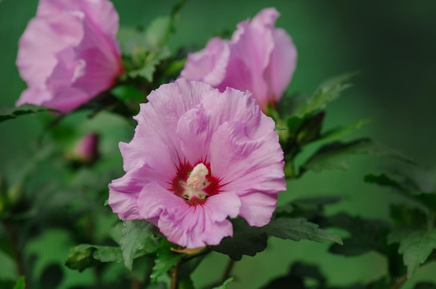 Kleurrijke roze hibiscus bloeit in de tuin op zonnige zomerdag Roze roos kaasjeskruid Roze hibiscus in de tuin