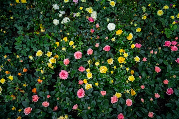 Kleurrijke rozen tuin achtergrond