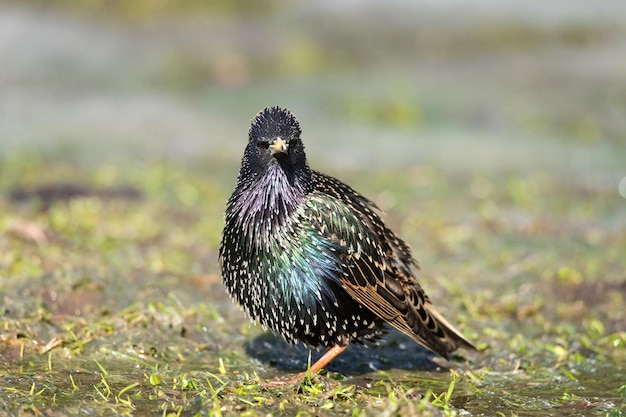 Kleurrijke spreeuwvogel op het groene gras in het stadspark buitenshuis