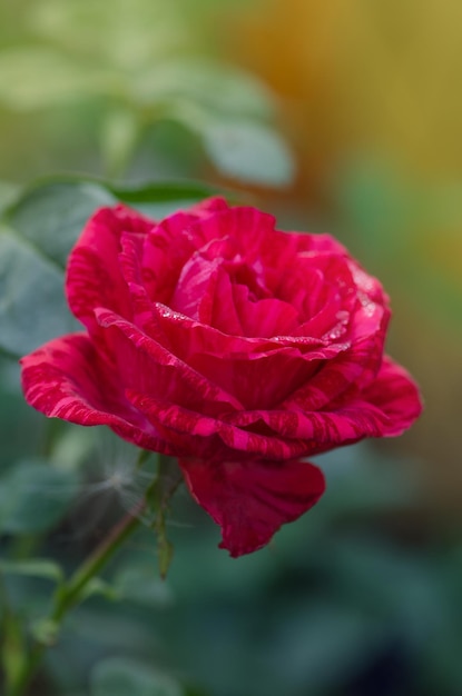 Kleurrijke struik gestreepte rozen in de tuin Rode rozen met witte strepen Red Intuition