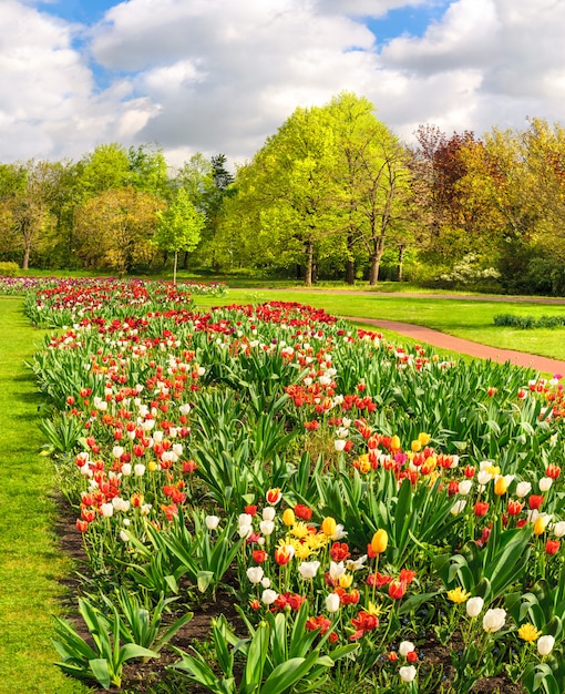 Kleurrijke tilups in de lentetuin