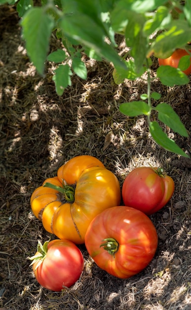 Kleurrijke tomaten van verschillende groottes en soorten in de tuin