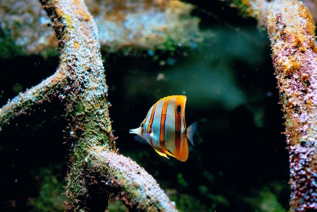 Kleurrijke tropische vissen en koralen onder water in het aquarium