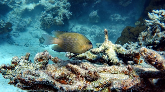 Kleurrijke tropische vissen op een koraalrif, ongelooflijk mooie sprookjeswereld. In de koraaltuinen.