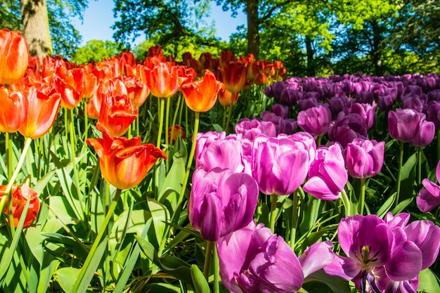 Kleurrijke tuin