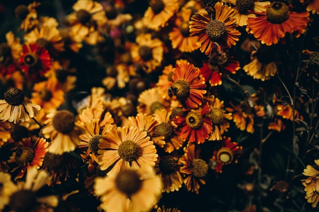 kleurrijke tuinbloemen in de felle zon