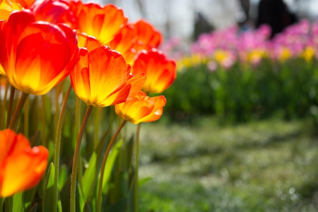 Kleurrijke tulp bloemen in de tuin