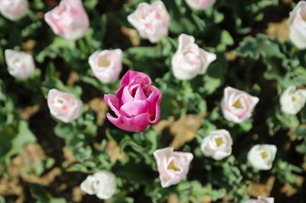 Kleurrijke tulp in bloementuin