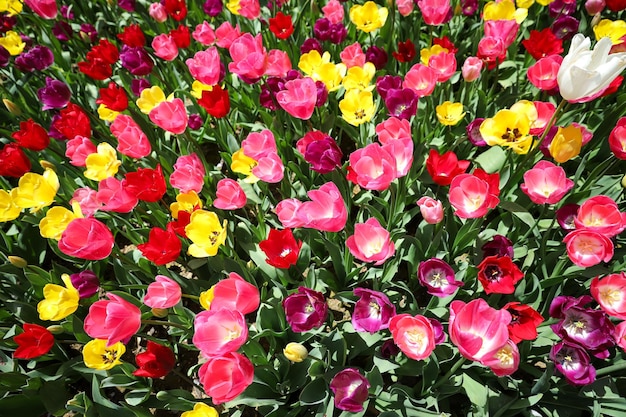 Kleurrijke tulp in bloementuin