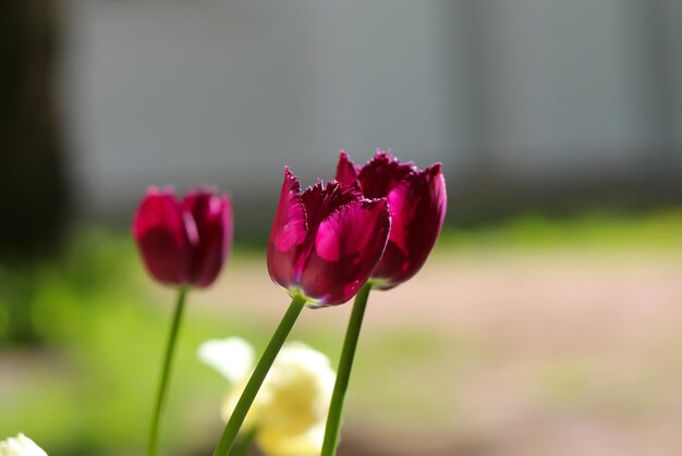 kleurrijke tulpen bloeien in de lente Natuurcompositie