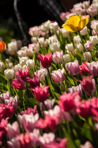 Foto kleurrijke tulpen bloeien in het park.