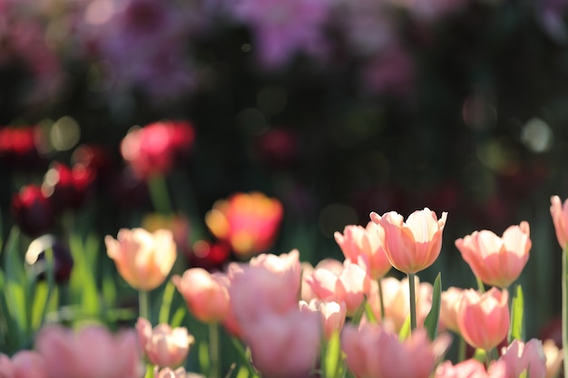 Kleurrijke tulpen in close-up