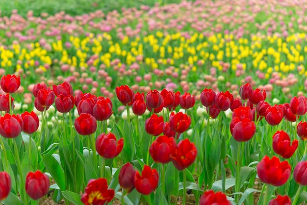 Kleurrijke tulpen in de bloementuin, Tulpengebied.