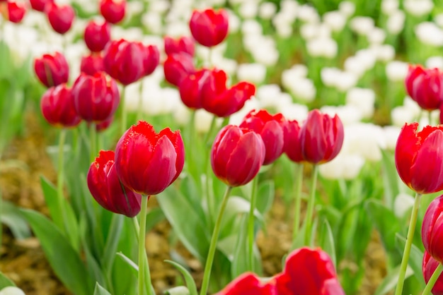 Kleurrijke tulpen in de bloementuin, Tulpengebied.