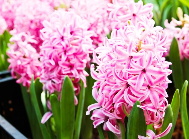 Kleurrijke tulpen in de tuin