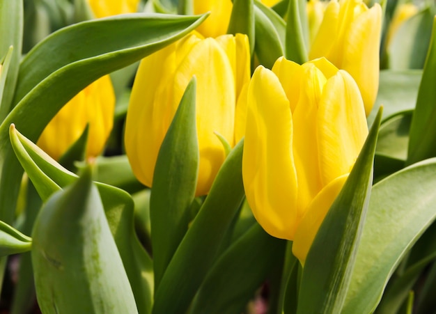 Kleurrijke tulpen in de tuin