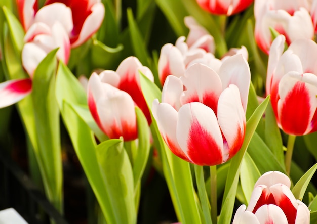 Kleurrijke tulpen in de tuin