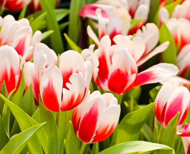 Kleurrijke tulpen in de tuin