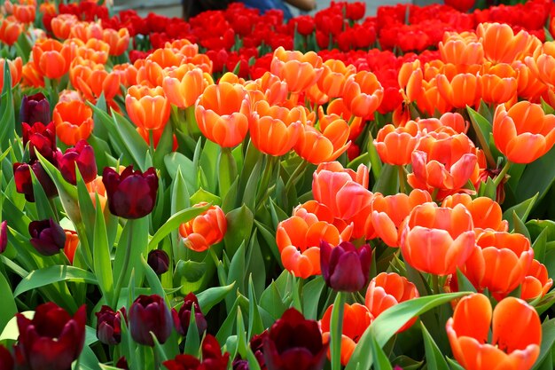 Kleurrijke tulpen in de tuin