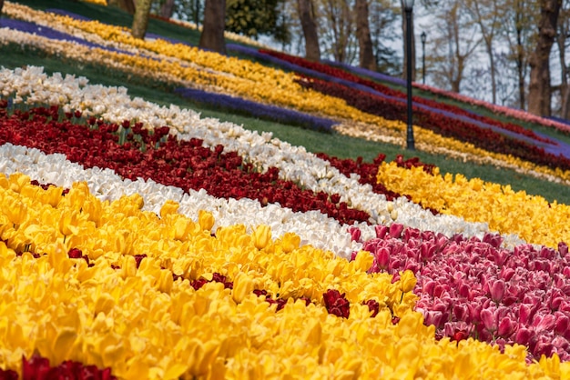 Kleurrijke tulpen in Emirgan Park Istanbul