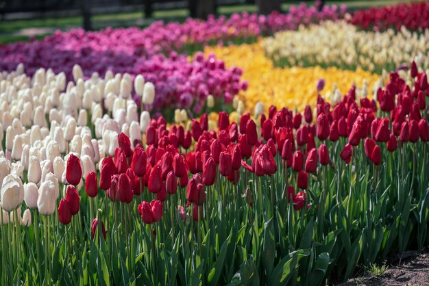 Kleurrijke tulpen in Emirgan Park Istanbul