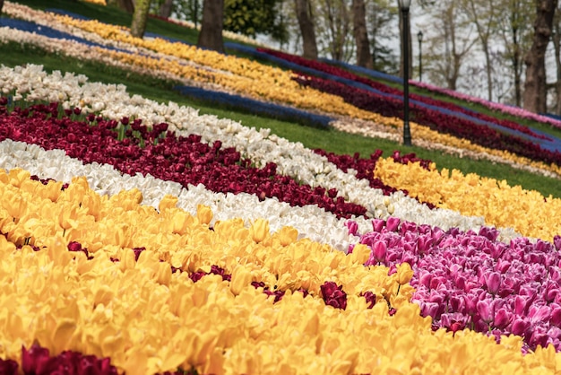 Kleurrijke tulpen in Emirgan Park Istanbul