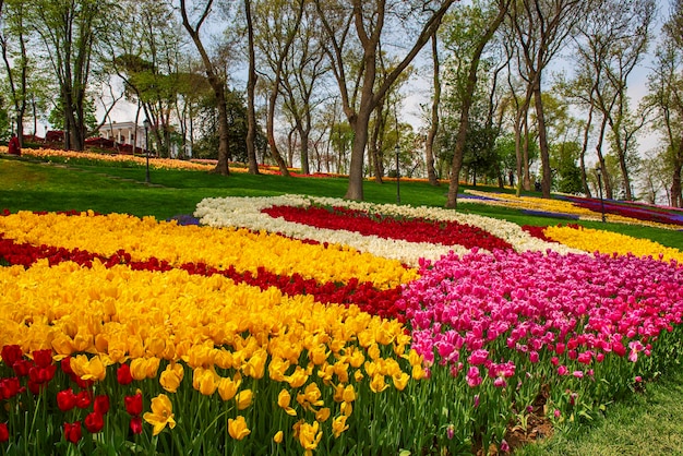 Kleurrijke tulpen in Emirgan Park, Istanbul