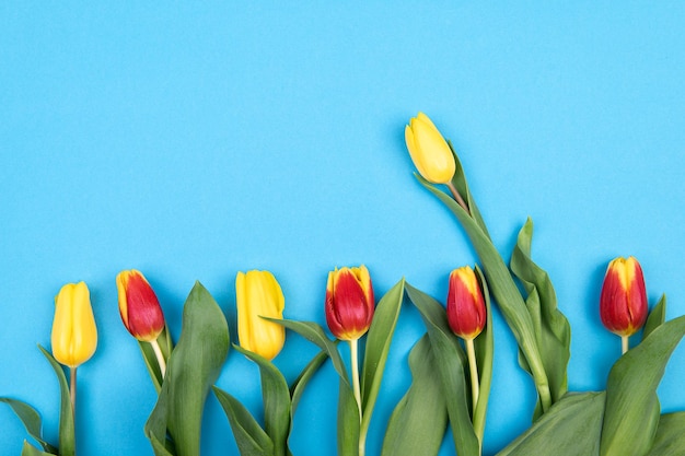 Kleurrijke tulpen Lentebloemen op blauwe achtergrond voor verjaardag Pasen Moederdag en Vrouwendag