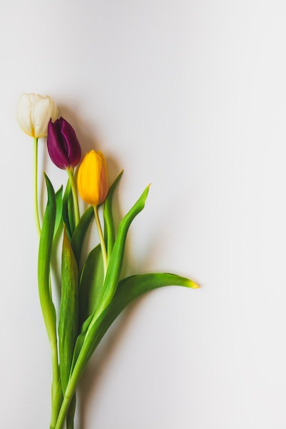 Kleurrijke tulpen op de witte achtergrond met copyspace.