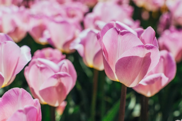 Kleurrijke tulpen, tulpen in het voorjaar