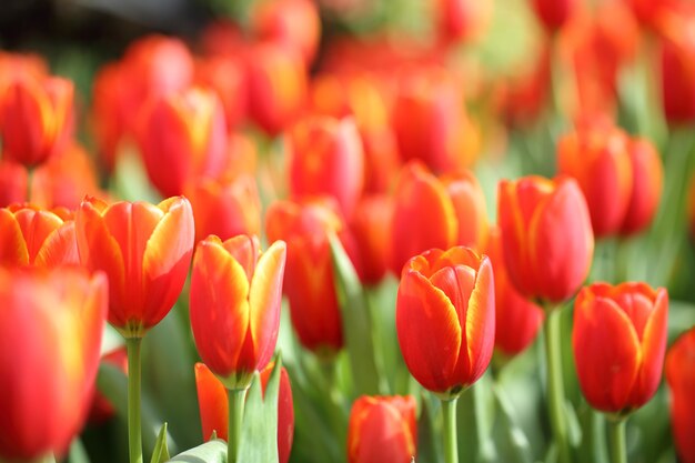 Kleurrijke tulpen van dichtbij