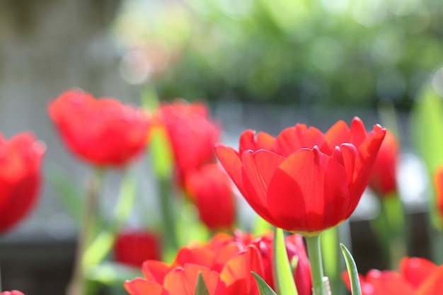 Kleurrijke tulpen van dichtbij