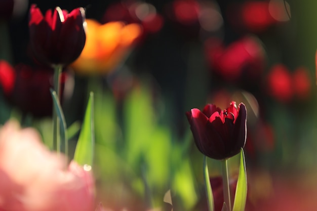 Kleurrijke tulpen van dichtbij