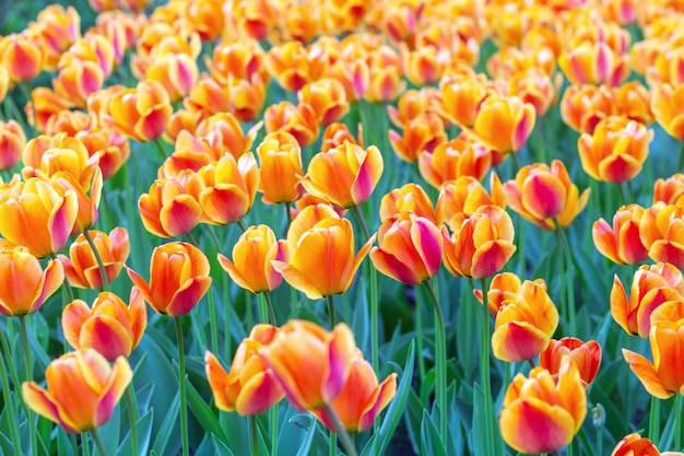 Kleurrijke tulpen verse bloemen