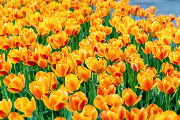 Kleurrijke tulpen verse bloemen