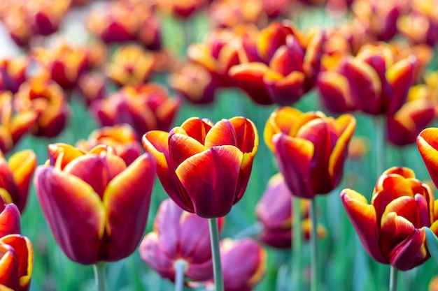 Kleurrijke tulpen verse bloemen