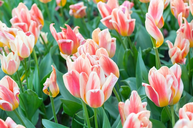 Kleurrijke tulpen verse bloemen