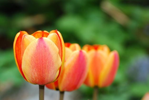 Kleurrijke tulpen