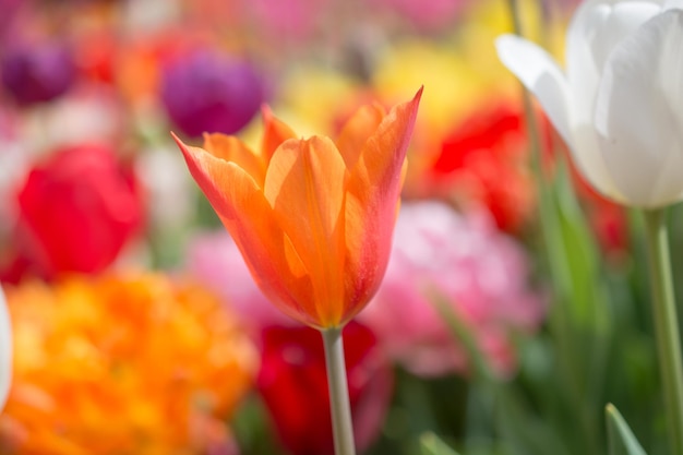 Kleurrijke tulpenbloembloei in de tuin