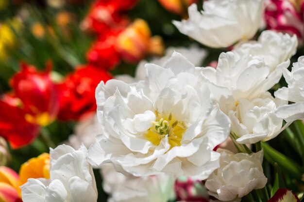 Kleurrijke tulpenbloembloei in de tuin