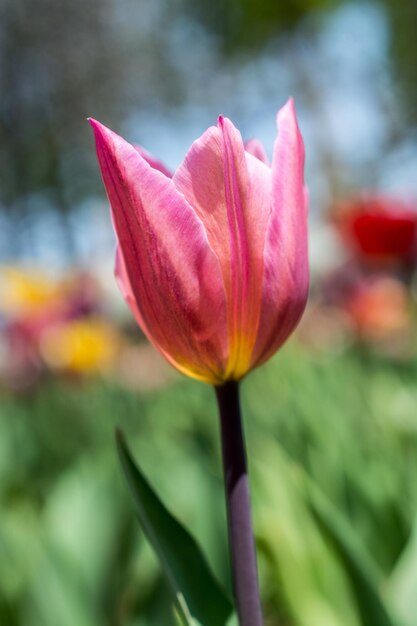 Kleurrijke tulpenbloembloei in de tuin